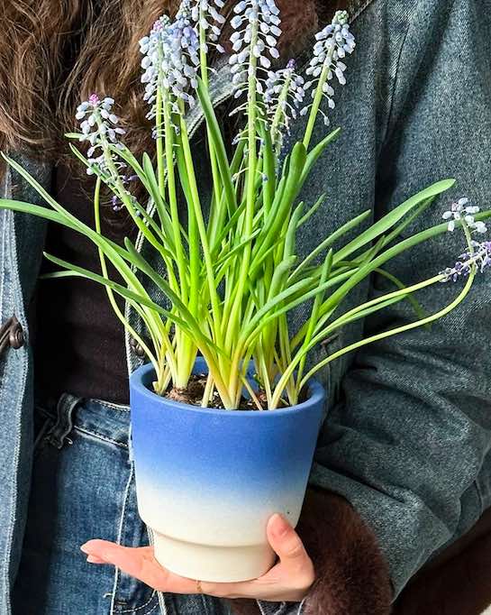 Handmade Macaron Flower Pots